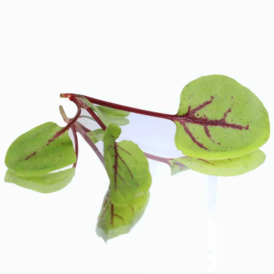 collins-nurtured-micro Red Vein Sorrel